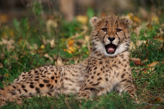 A cheetah cub yawns in the grass