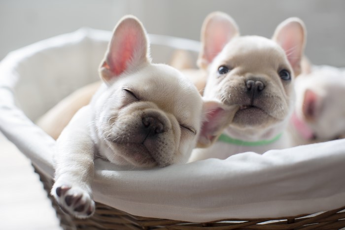 Four French Bulldog Puppies in a Basket