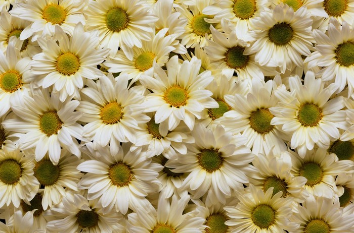 A large bouquet of white daisies