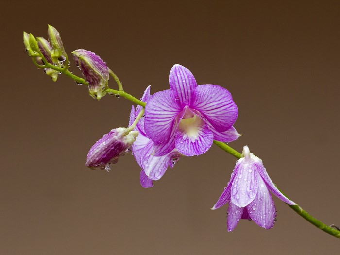 Purple orchid with water drops