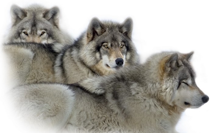 Three wolves in a close-up portrait