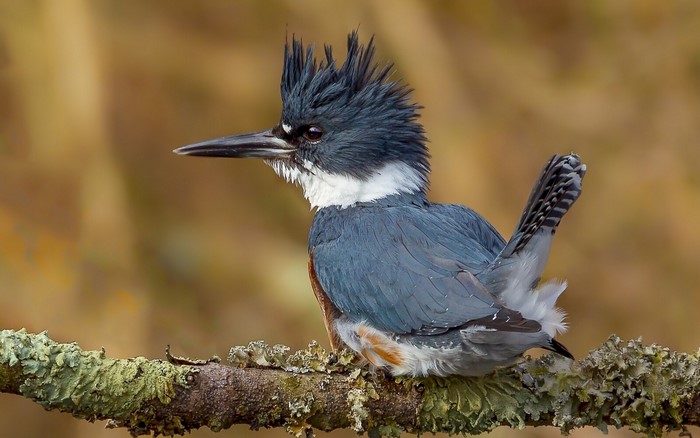 Belted Kingfisher perched on a lichen-covered branch