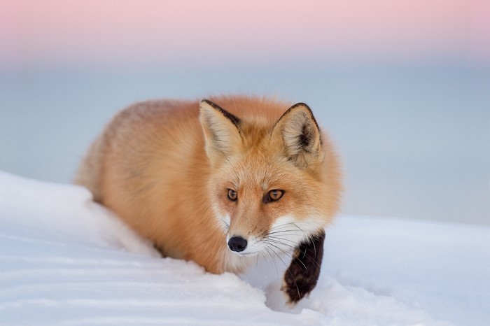 Red fox walking in the snow