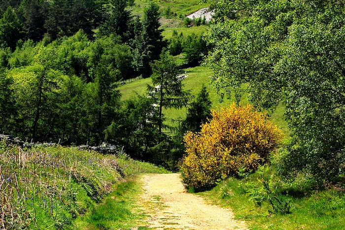 Dirt path through trees and shrubs in Cleveland Hills, UK