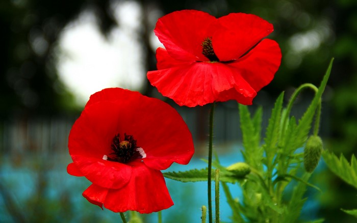 Two red poppies in a garden