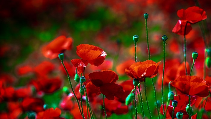 Field of Red Poppies in Bloom