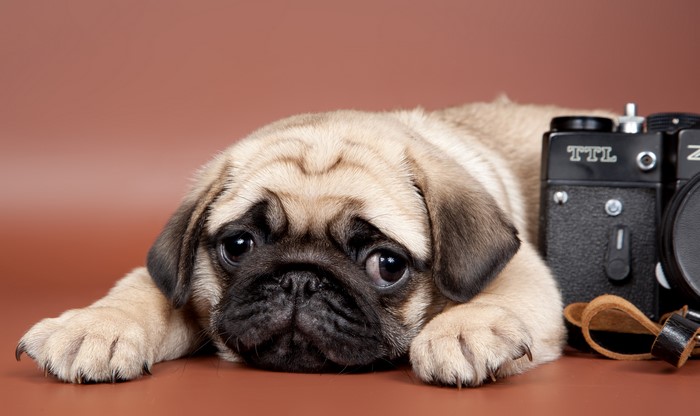 Pug puppy with a vintage camera