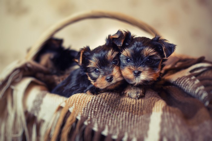 Two Yorkshire Terrier Puppies in a Basket