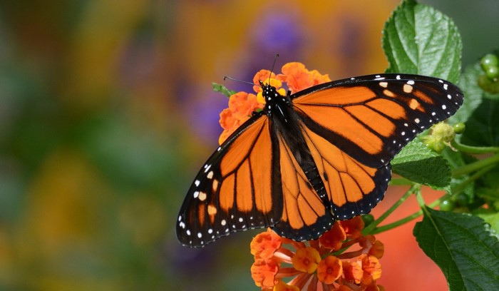 Monarch butterfly on orange flowers
