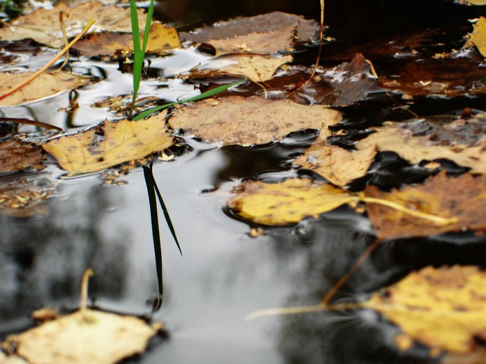 Autumn leaves floating on dark water with grass