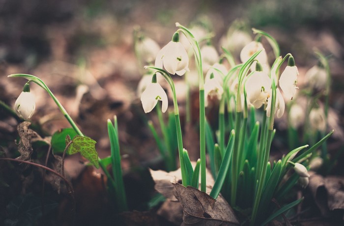 Snowdrops blooming in a forest floor