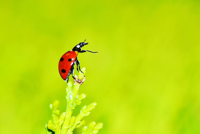 Ladybug on a green plant