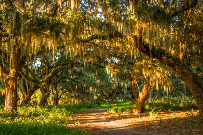 Sunlit forest path with Spanish moss-draped oak trees