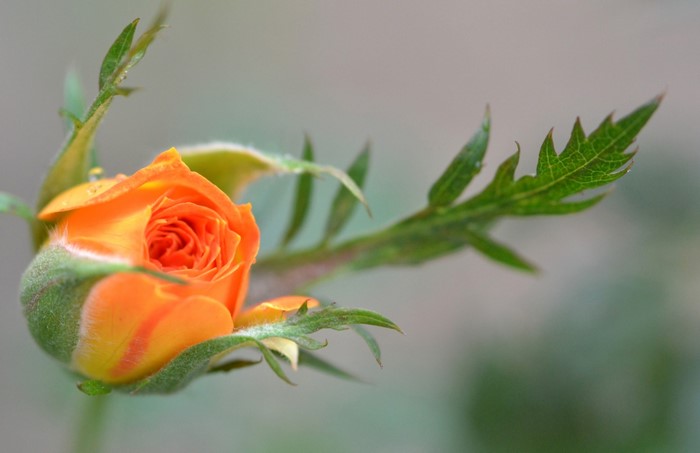 Orange rose bud with green leaves