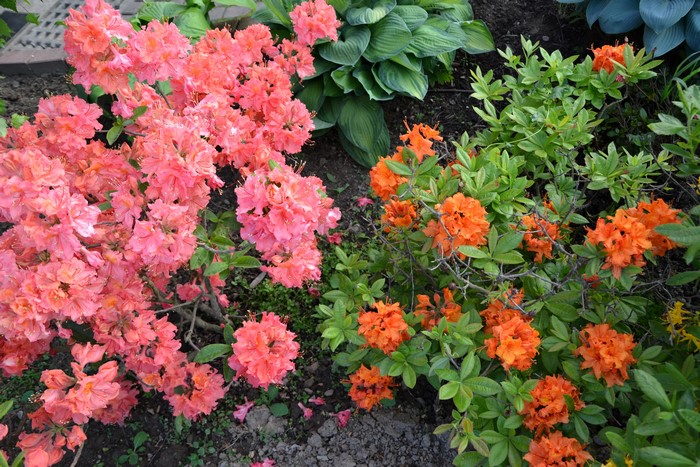 Rhododendron Shrubs in Bloom