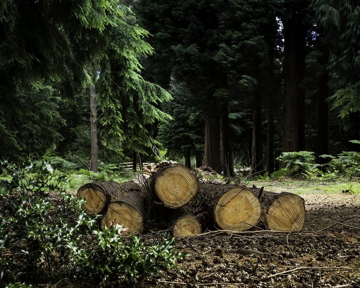 Felled logs in a dense forest