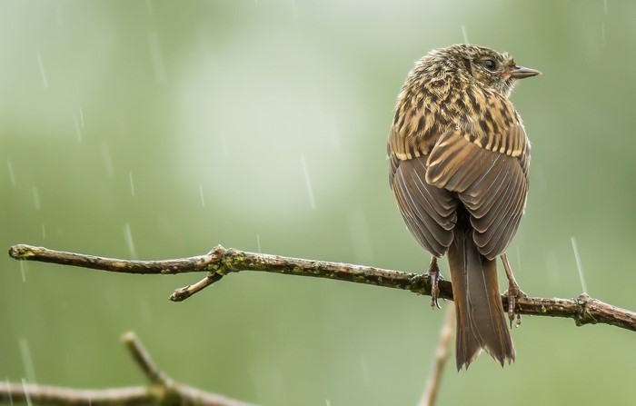 Bird sitting on a branch in the rain