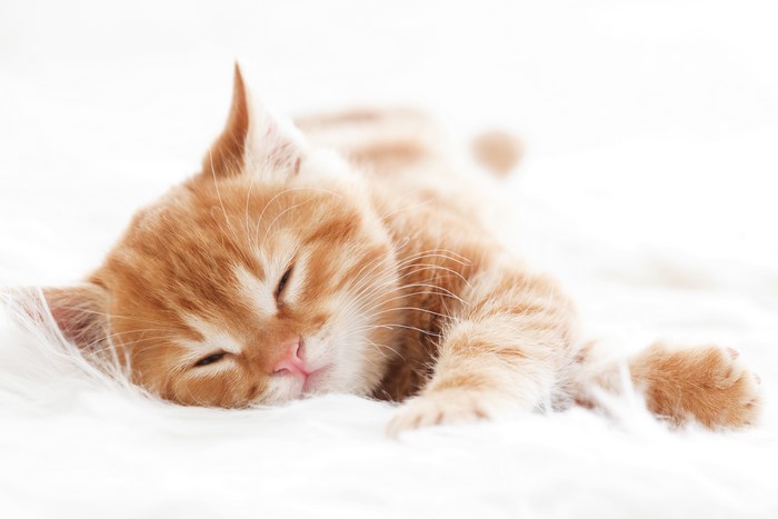 Ginger kitten sleeping on a white fluffy surface