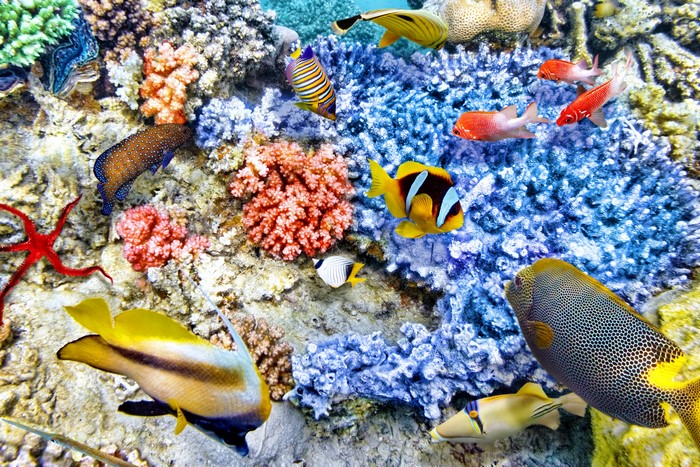 Underwater world, Corals, Fish, HD Wallpaper | Rare Gallery