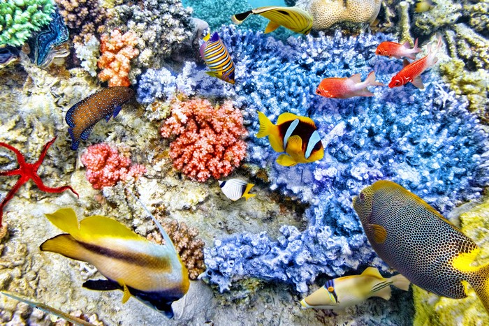 Underwater coral reef with various colorful fish