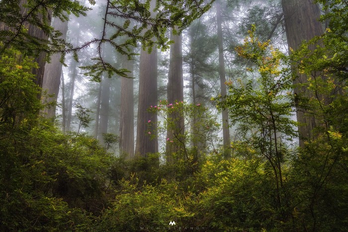 Misty Redwood Forest in California