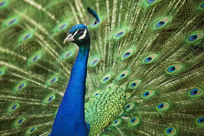 Peacock displaying its vibrant tail feathers