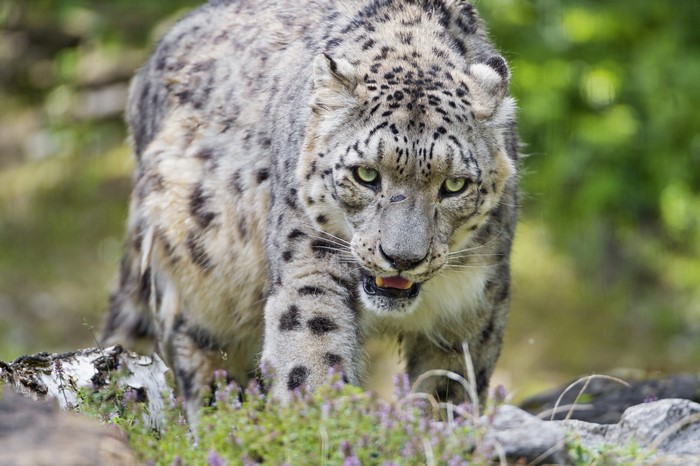 Snow leopard with green eyes looking forward