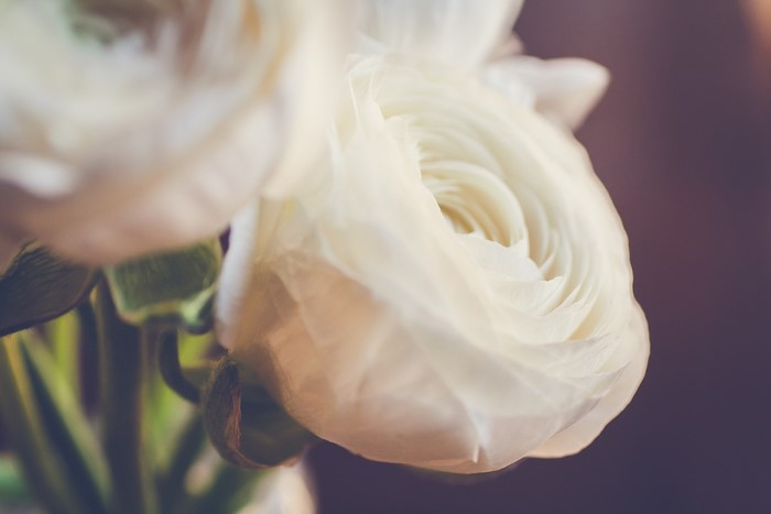 Close-up of white ranunculus flowers