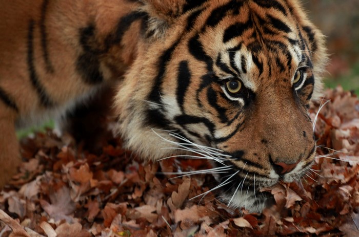 Tiger's face peeking through fallen leaves