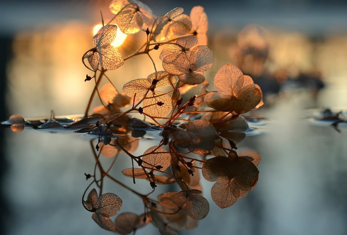 Dried Hydrangea Flowers Floating on Water at Sunset