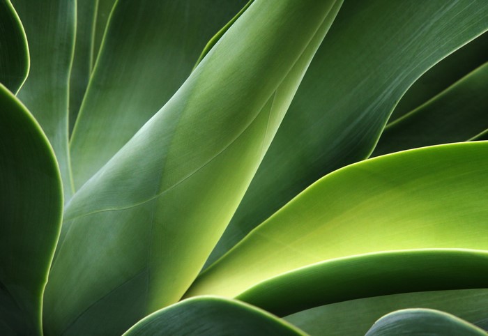 Close-up of green agave leaves