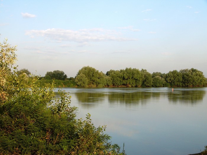 River and trees on a summer day
