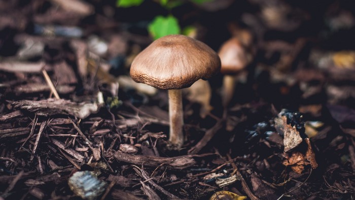 Brown mushroom in the forest floor