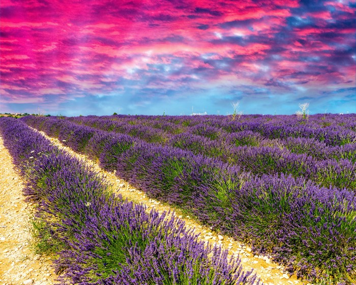 Lavender Field Under Dramatic Pink and Blue Sky