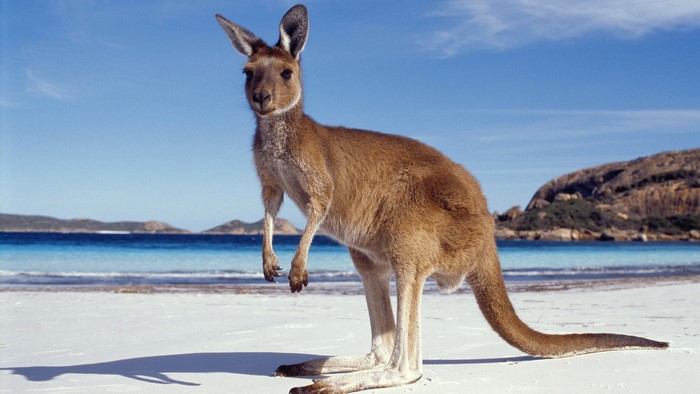 Kangaroo on a white sand beach with blue ocean and sky