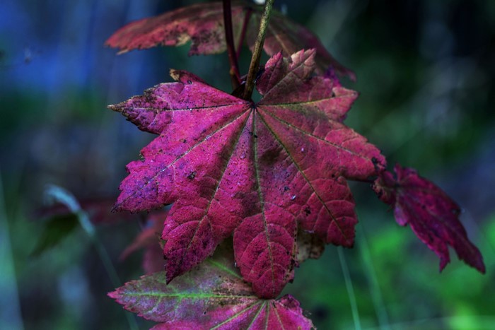 Close-up of a vibrant pink maple leaf in autumn