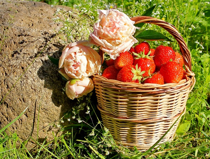 Basket of strawberries with peonies by a rock