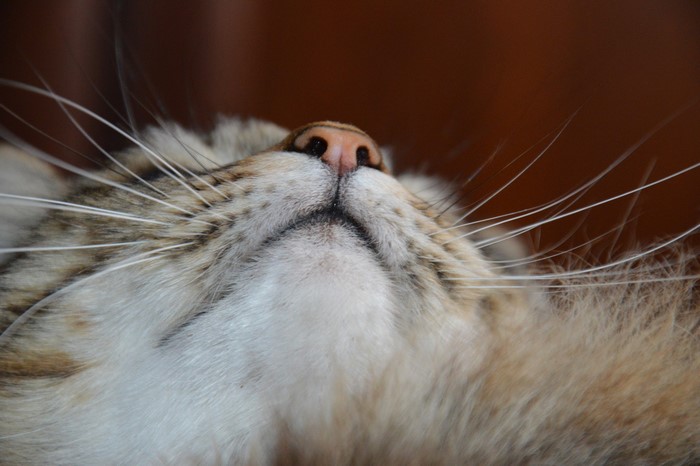 Close-up of a cat's snout and whiskers