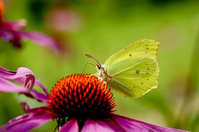 Yellow butterfly on purple Echinacea flower