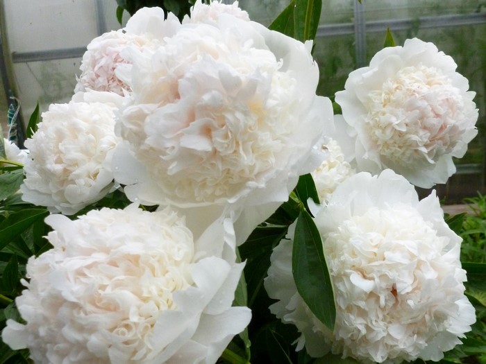 White Peonies in Bloom