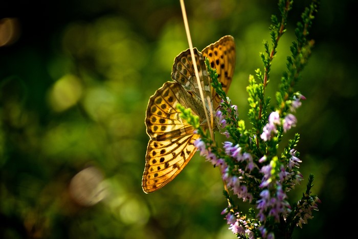 Butterfly on a heather plant