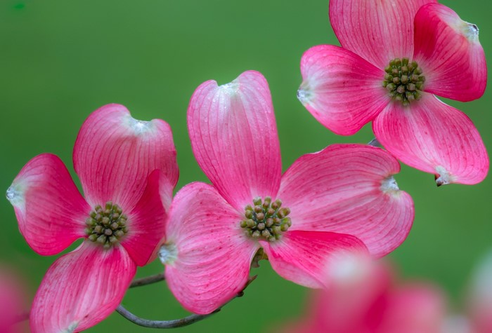 Pink Dogwood Flowers on Green Background