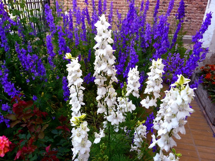 White and purple Delphinium flowers in a garden