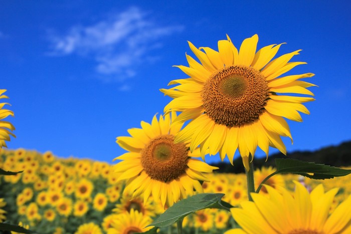 Field of Sunflowers Under a Blue Sky