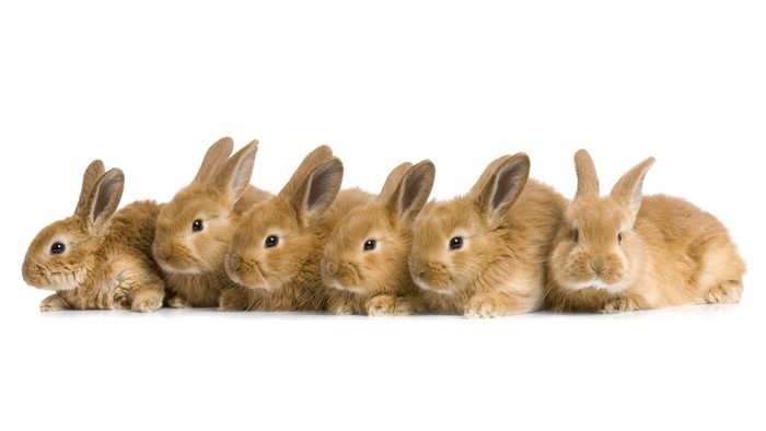 Six baby rabbits in a row