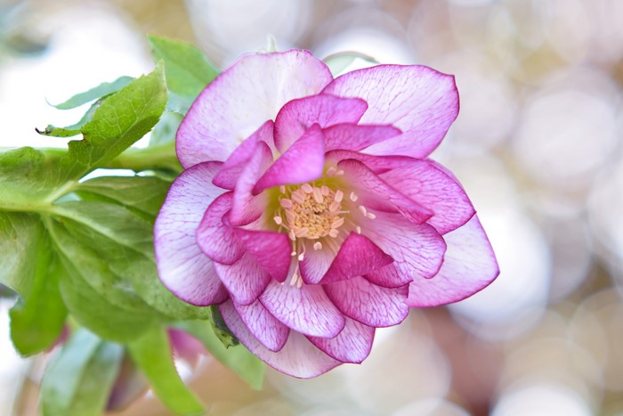 Pink and white Hellebore flower with green leaves