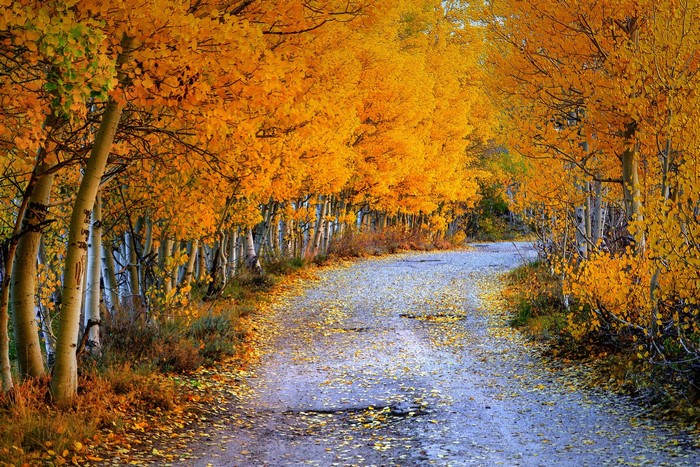 Road through an autumn forest with yellow trees