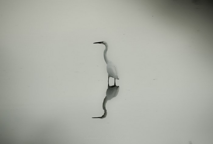 White Heron standing in water with reflection