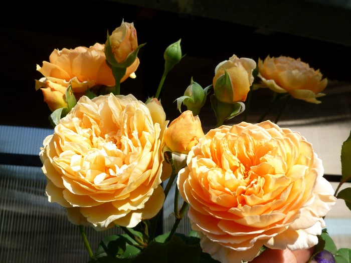 Close-up of yellow roses and buds