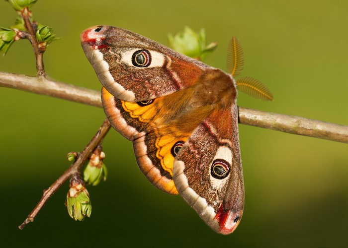 Saturnia pavonia moth on a branch